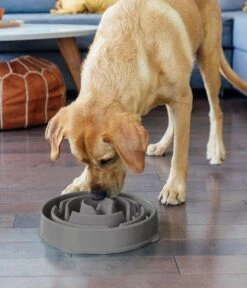 Anti Schrok Voerbak - Lichtblauw - Ø 28 Cm 31 Anti Schrok Voerbak - Lichtblauw - Ø 28 Cm -Huisdierbenodigdheden Korting 1030x1200 1