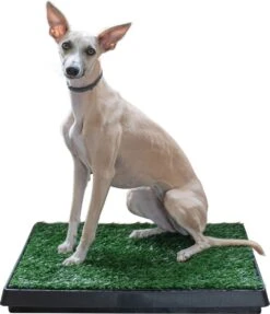 Adori Trainingsmat Gras - Hondentoilet - 50x63 Cm Multi-Color 8 Adori Trainingsmat Gras - Hondentoilet - 50x63 Cm Multi-Color -Huisdierbenodigdheden Korting 1034x1200