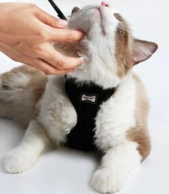 Kattenharnas - Harnas Voor Katten - Kattentuigje Met Looplijn - Zwart 9 Kattenharnas - Harnas Voor Katten - Kattentuigje Met Looplijn - Zwart -Huisdierbenodigdheden Korting 1049x1200 9