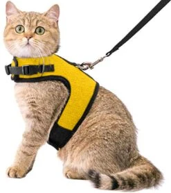 Kattentuigje Met Leiband Riem Kattenharnas Geel Maat L Kat & Kitten - Dieren Kattenriem - Cat Leash - Halsomvang 24 Tot 33cm - Borstomvang 36 Tot 41cm - Zootic®
