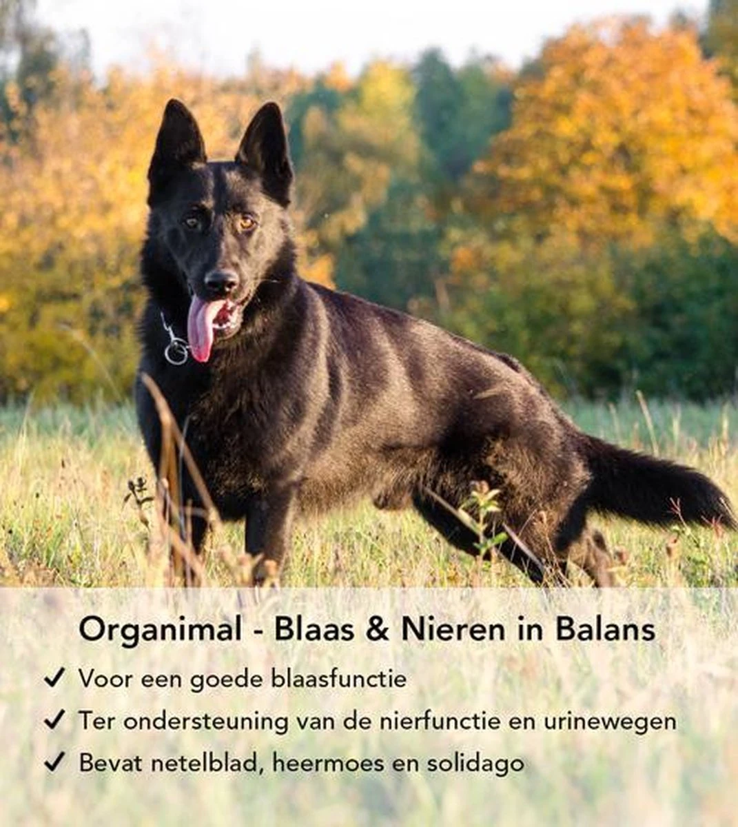 Blaas En Nieren In Balans - Hond (tot 30kg) - O.a. Bij Blaasontsteking En Blaasgruis - 45 Tabletten A 700mg 5 Blaas En Nieren In Balans - Hond (tot 30kg) - O.a. Bij Blaasontsteking En Blaasgruis - 45 Tabletten A 700mg - Image 3