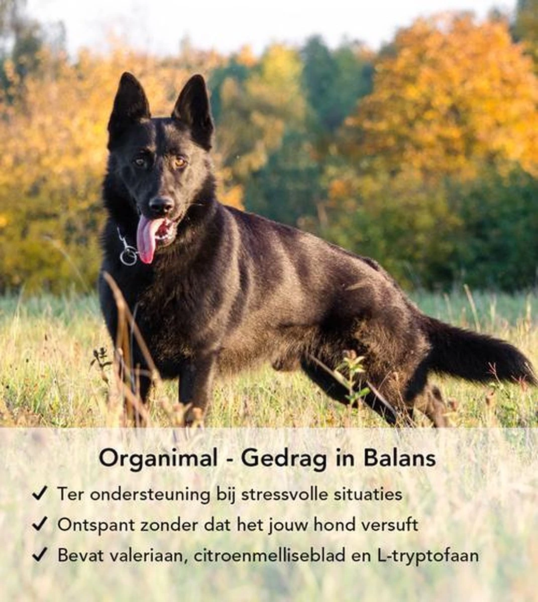 Gedrag In Balans - Hond (tot 30kg) - O.a. Bij Stress En Angst - 45 Tabletten A 400mg 5 Gedrag In Balans - Hond (tot 30kg) - O.a. Bij Stress En Angst - 45 Tabletten A 400mg - Image 3