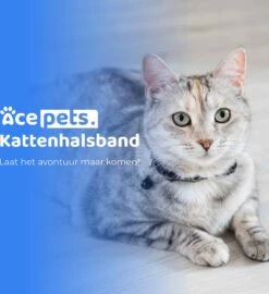 ACE Pets Reflecterende Kattenhalsband Met Veiligheidssluiting – Halsband Kat & Kitten - Met Adreskoker - Kittenhalsband & Kattenbandje Met Belletje - Zwart 22 ACE Pets Reflecterende Kattenhalsband Met Veiligheidssluiting – Halsband Kat & Kitten - Met Adreskoker - Kittenhalsband & Kattenbandje Met Belletje - Zwart -Huisdierbenodigdheden Korting 1096x1200 7