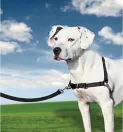 PetSafe Easy Walk® - Hondentuigje - Zwart - M - 51-71 Cm -Huisdierbenodigdheden Korting 1123x1200 4