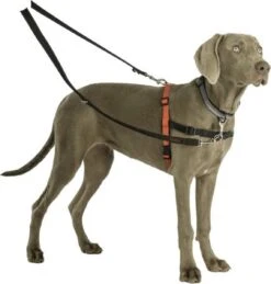 Company Of Animals Halti Trainingslijn - Large - 2 Meter - Verstelbaar - Zwart -Huisdierbenodigdheden Korting 1145x1200 1