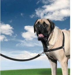 PetSafe Easy Walk® Deluxe Harness - Hondentuig - Blauw - L -1,8 M 22 PetSafe Easy Walk® Deluxe Harness - Hondentuig - Blauw - L -1,8 M -Huisdierbenodigdheden Korting 1152x1200 5