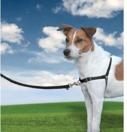 PetSafe Easy Walk® - Hondentuigje - Zwart - M - 51-71 Cm -Huisdierbenodigdheden Korting 1152x1200 9