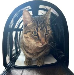 Opvouwbare Katten Reismand - Met Schouderband En Kattenbakmat - Reismand Kat - 49x30x26 Cm - Wasmachinebestendig - Zwart - Hondendraagtas - Kattenreismand - Draagtas Voor Dieren - Kattenmand 14 Opvouwbare Katten Reismand - Met Schouderband En Kattenbakmat - Reismand Kat - 49x30x26 Cm - Wasmachinebestendig - Zwart - Hondendraagtas - Kattenreismand - Draagtas Voor Dieren - Kattenmand -Huisdierbenodigdheden Korting 1181x1200 15