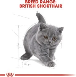 Royal Canin British Shorthair Kitten - 2 Kg -Huisdierbenodigdheden Korting 1185x1200 13
