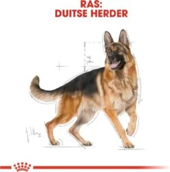 Royal Canin German Shepherd Adult 11 KG -Huisdierbenodigdheden Korting 1186x1200 15