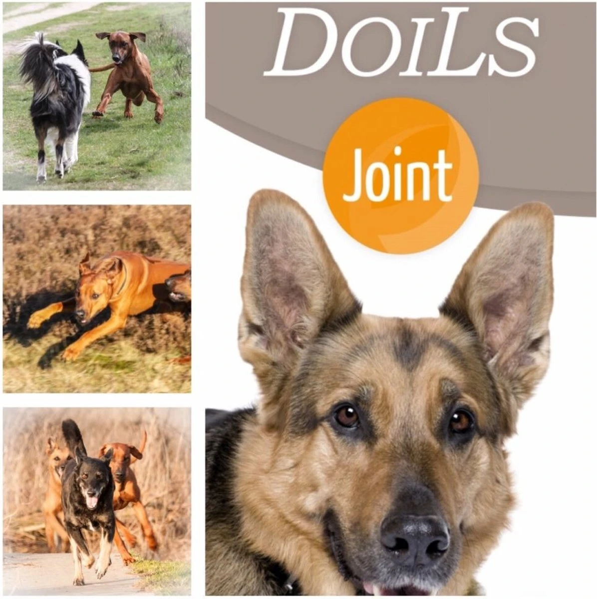 Doils Gewricht Supplement Doils Joint Hond - 236 Ml 4 Doils Gewricht Supplement Doils Joint Hond - 236 Ml - Image 2