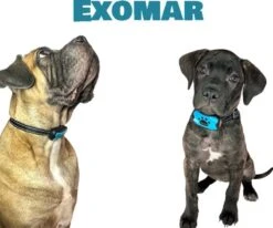 Exomar® Anti Blafband Voor Honden Blafband Anti Blaf Apparaat Blafband Zonder Schok - Diervriendelijk -Huisdierbenodigdheden Korting 1200x1003