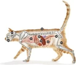 Micho Adult Cat - Premium Kattenvoer - 15 Kg -Huisdierbenodigdheden Korting 1200x1013 1