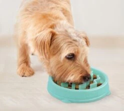 Anti Schrok Voerbak - Lichtblauw - Ø 28 Cm 37 Anti Schrok Voerbak - Lichtblauw - Ø 28 Cm -Huisdierbenodigdheden Korting 1200x1078 5