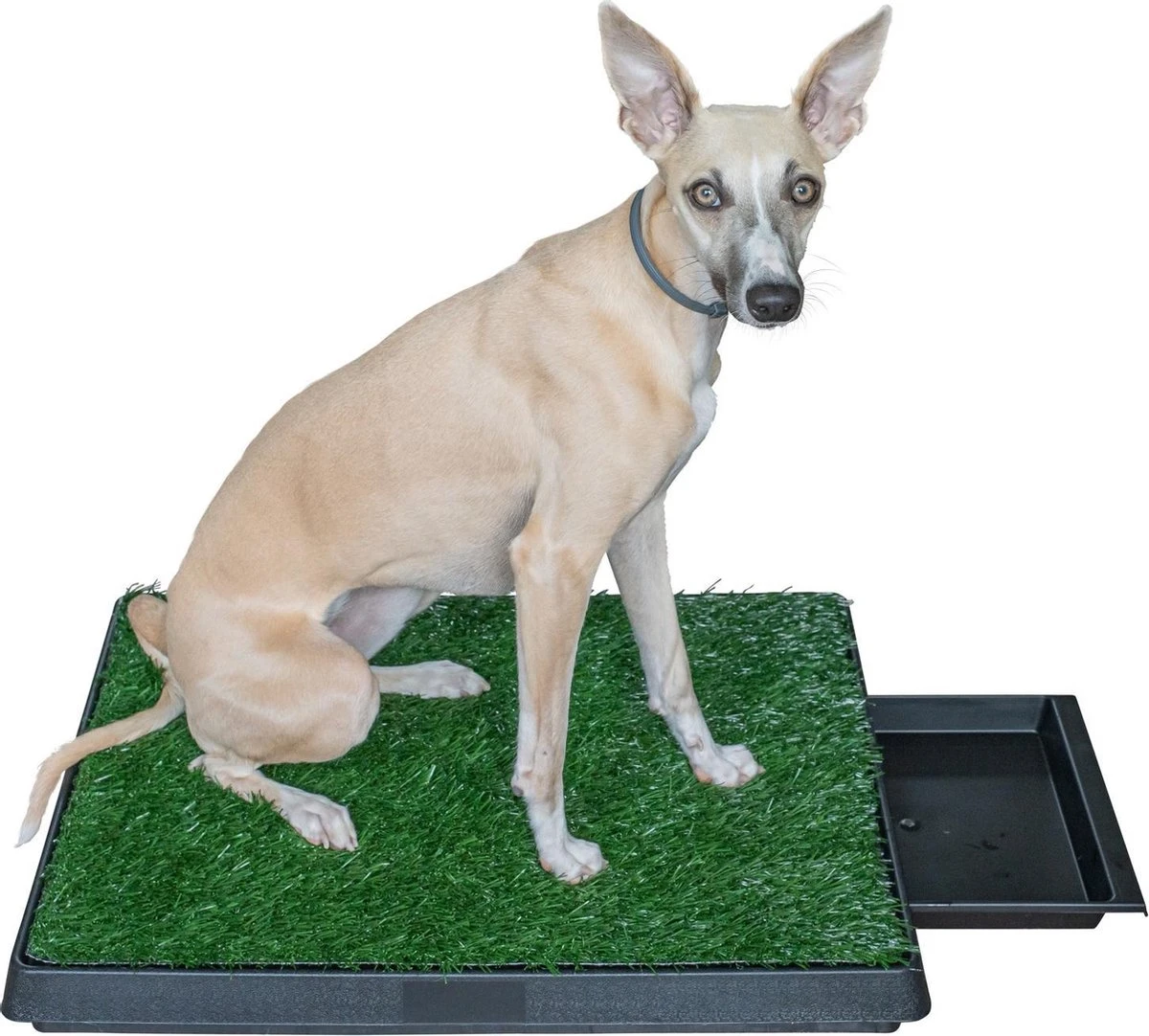 Adori Trainingsmat Gras - Hondentoilet - 50x63 Cm Multi-Color 6 Adori Trainingsmat Gras - Hondentoilet - 50x63 Cm Multi-Color - Image 4