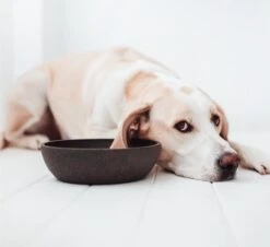 District 70 BAMBOO - Design Bamboe Voerbak Voor Honden - Merengue, Ice Blauw En Donkergrijs - S / M / L - Kleur: Donkergrijs, Maat: Large ⌀ 21 Cm (1600 ML) -Huisdierbenodigdheden Korting 1200x1100 4