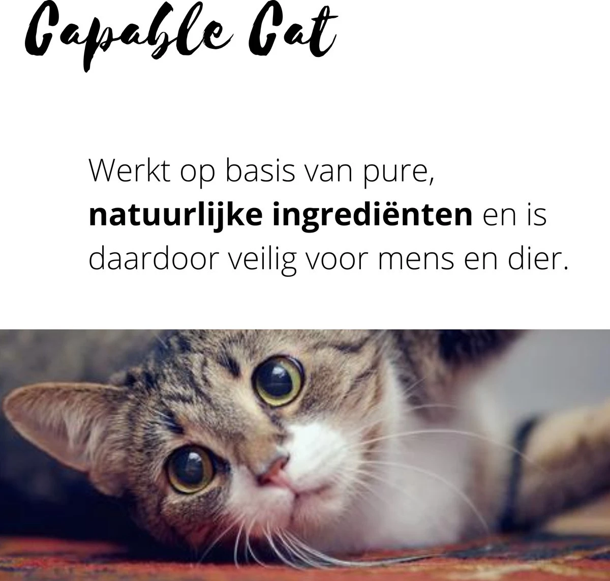 Capable Cat Vlooienband Kat | Vlooien | Luizen | Teken | Mijten | 8 Maanden Bescherming | Katten 7 Capable Cat Vlooienband Kat | Vlooien | Luizen | Teken | Mijten | 8 Maanden Bescherming | Katten - Image 5