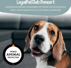 Loyalpetclub® Professionele 2-in-1 Hondentondeuse Voor Dikke Vacht – Draadloze Honden Tondeuse & Hondentrimmer – Stille Tondeuse Katten & Honden Trimset - Inclusief Opbergtasje 19 Loyalpetclub® Professionele 2-in-1 Hondentondeuse Voor Dikke Vacht – Draadloze Honden Tondeuse & Hondentrimmer – Stille Tondeuse Katten & Honden Trimset - Inclusief Opbergtasje -Huisdierbenodigdheden Korting 1200x1148 3