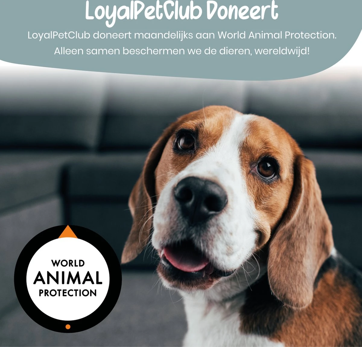 Loyalpetclub® Professionele 2-in-1 Hondentondeuse Voor Dikke Vacht – Draadloze Honden Tondeuse & Hondentrimmer – Stille Tondeuse Katten & Honden Trimset - Inclusief Opbergtasje 11 Loyalpetclub® Professionele 2-in-1 Hondentondeuse Voor Dikke Vacht – Draadloze Honden Tondeuse & Hondentrimmer – Stille Tondeuse Katten & Honden Trimset - Inclusief Opbergtasje - Afbeelding 9