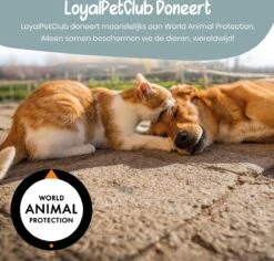 Loyalpetclub® XL Drinkfontein Kat – Drinkbak Hond & Kat - Waterfontein Kat – Waterdispenser 3L - Kattenfontein Met Waterfilter - Inclusief Mat 16 Loyalpetclub® XL Drinkfontein Kat – Drinkbak Hond & Kat - Waterfontein Kat – Waterdispenser 3L - Kattenfontein Met Waterfilter - Inclusief Mat -Huisdierbenodigdheden Korting 1200x1148 9