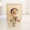 Catandwood Kattenhuis - Kattenbakcontainer - Kattenbak Ombouw - Hout -Huisdierbenodigdheden Korting 1200x1153 26