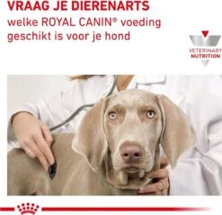 Royal Canin Renal - Hondenvoer - 2 Kg -Huisdierbenodigdheden Korting 1200x1161 15