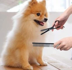 Petsify - Professionele 8-delige Huisdier Knipset - Effileerschaar Hond - Kam Hond - Schaar Hond - Katten Kam - Hondenschaar - Trimschaar Voor Honden - Kapperset - Zwart -Huisdierbenodigdheden Korting 1200x1166 4