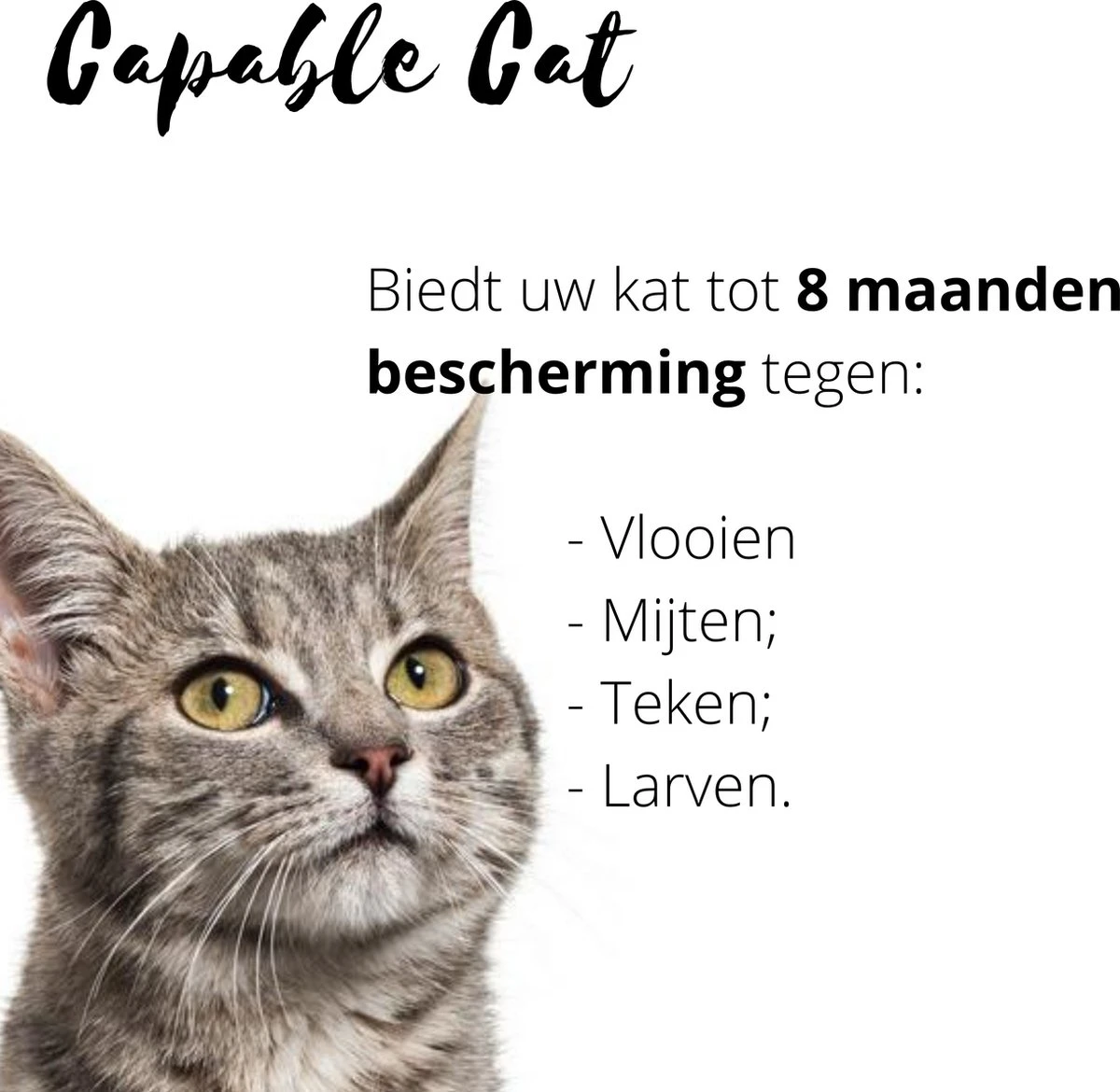 Capable Cat Vlooienband Kat | Vlooien | Luizen | Teken | Mijten | 8 Maanden Bescherming | Katten 4 Capable Cat Vlooienband Kat | Vlooien | Luizen | Teken | Mijten | 8 Maanden Bescherming | Katten - Image 2