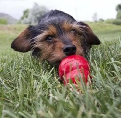 Kong Kauwbot - Hondenspeelgoed - Rood - L 32 Kong Kauwbot - Hondenspeelgoed - Rood - L -Huisdierbenodigdheden Korting 1200x1171 12