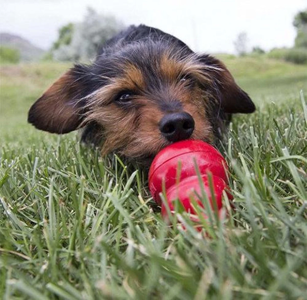 Kong Kauwbot - Hondenspeelgoed - Rood - L 13 Kong Kauwbot - Hondenspeelgoed - Rood - L - Image 11