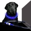 Led Dog Band USB | BEE SAFE -BLUE- | Dier Verlichting | Hondenband LED