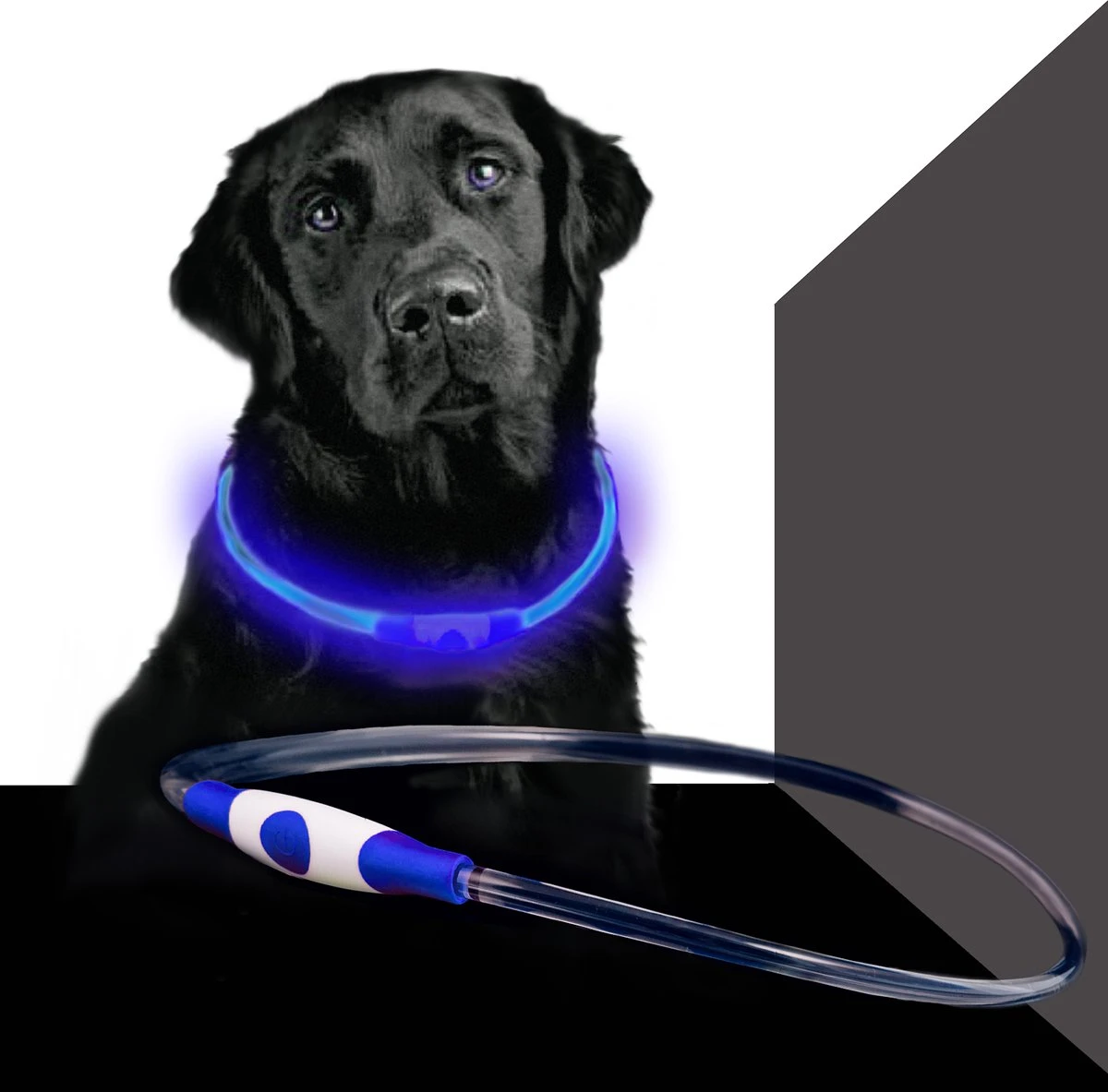 Led Dog Band USB | BEE SAFE -BLUE- | Dier Verlichting | Hondenband LED 3 Led Dog Band USB | BEE SAFE -BLUE- | Dier Verlichting | Hondenband LED