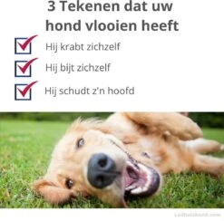Vlooienband Voor Honden - Paars - 100% Natuurlijk - Vlooien En Teken - Geschikt Voor Alle Honden - Anti Allergie - Zonder Pesticiden -Huisdierbenodigdheden Korting 1200x1184 18