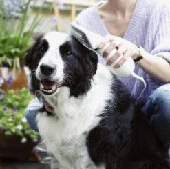 Merkloos HondenFöhn En Borstel - RVS Borstel - Huisdieren - 2 In 1 Hondenföhn -Huisdierbenodigdheden Korting 1200x1190 7