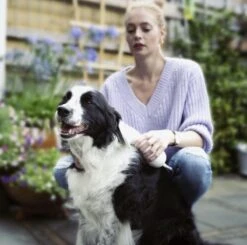 Merkloos HondenFöhn En Borstel - RVS Borstel - Huisdieren - 2 In 1 Hondenföhn -Huisdierbenodigdheden Korting 1200x1190 8