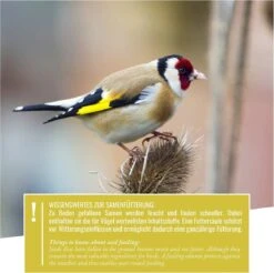 Wildtier Herz I 38cm Vogelvoederhuisje Voor Distelvink & Sijs - Van Roestvrij Metaal, Vogelvoederhuisje, Vogelvoederstation, Silo Voor Wilde Vogels, Zwart -Huisdierbenodigdheden Korting 1200x1194 26