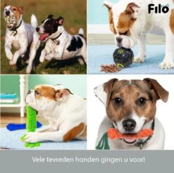 Filo Honden Speelgoed Set 14 Stuks - Hondenspeeltjes Knuffel - Hondenbal - Flostouw - Bot - Frisbee - Hondentouw - Hondenspeelgoed Intelligentie - Kauwspeelgoed Hond En Puppy - Bijtspeelgoed Hondenknuffel - Hondenspeeltje Met Piep 16 Filo Honden Speelgoed Set 14 Stuks - Hondenspeeltjes Knuffel - Hondenbal - Flostouw - Bot - Frisbee - Hondentouw - Hondenspeelgoed Intelligentie - Kauwspeelgoed Hond En Puppy - Bijtspeelgoed Hondenknuffel - Hondenspeeltje Met Piep -Huisdierbenodigdheden Korting 1200x1197