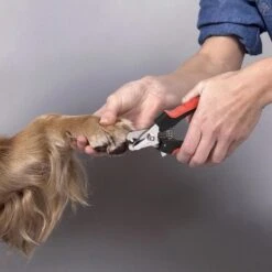 Merkloos Professionele Nagelschaar - Dieren Nagelschaar - Rood & Zwart - Honden Nagelknipper - Hondennagels - Honden Knip Schaar - Honden Knipsch 13 Merkloos Professionele Nagelschaar - Dieren Nagelschaar - Rood & Zwart - Honden Nagelknipper - Hondennagels - Honden Knip Schaar - Honden Knipsch -Huisdierbenodigdheden Korting 1200x1198 15