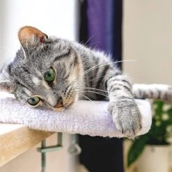 Pfotenolymp® Premium Window Baars/Krabmat Voor Katten Bij Het Raam - Vensterbank/Kattenbank Voor De Vensterbank - Zit/Ligstoel Voor Katten -Huisdierbenodigdheden Korting 1200x1199 30