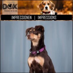 DDOXX Hondenhalsband Nylon, Reflecterend, Verstelbaar | Voor Kleine & Grote Honden | Halsband Hond Kat Puppy | Hondenhalsband Groot Breed | Kattenhalsband Puppy Halsband Klein | Rood, XS 13 DDOXX Hondenhalsband Nylon, Reflecterend, Verstelbaar | Voor Kleine & Grote Honden | Halsband Hond Kat Puppy | Hondenhalsband Groot Breed | Kattenhalsband Puppy Halsband Klein | Rood, XS -Huisdierbenodigdheden Korting 1200x1199 33