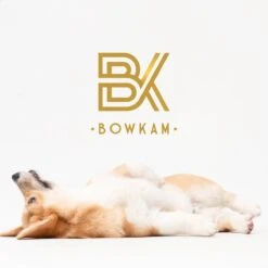 Bowkam Automatische Voerbak – Voerbak – Voerautomaat - Voerbak Kat – Voerbak Hond - Voerautomaat Kat – Wit -Huisdierbenodigdheden Korting 1200x1200 1237