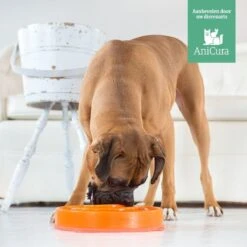 Outward Hound Slo Bowl Fun Feeder Voerbak - Anti Schrok Voerbak - Voerbak Slo-Bowl Mini Drop Teal Lichtblauw - 22X22X5 CM 32 Outward Hound Slo Bowl Fun Feeder Voerbak - Anti Schrok Voerbak - Voerbak Slo-Bowl Mini Drop Teal Lichtblauw - 22X22X5 CM -Huisdierbenodigdheden Korting 1200x1200 1343