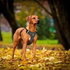 Hondentuigje - Anti-Trek Tuig - Hondenharnas - Y Tuig Hond - Reflecterend - Zwart - Maat M -Huisdierbenodigdheden Korting 1200x1200 1473