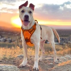 Sharon B - Hondentuigje - Voor Middelgrote Honden - Oranje - Maat M - No Pull - Anti Trek - Reflecterend - Hoeft Niet Over Het Hoofd Aangetrokken Te Worden -Huisdierbenodigdheden Korting 1200x1200 1509