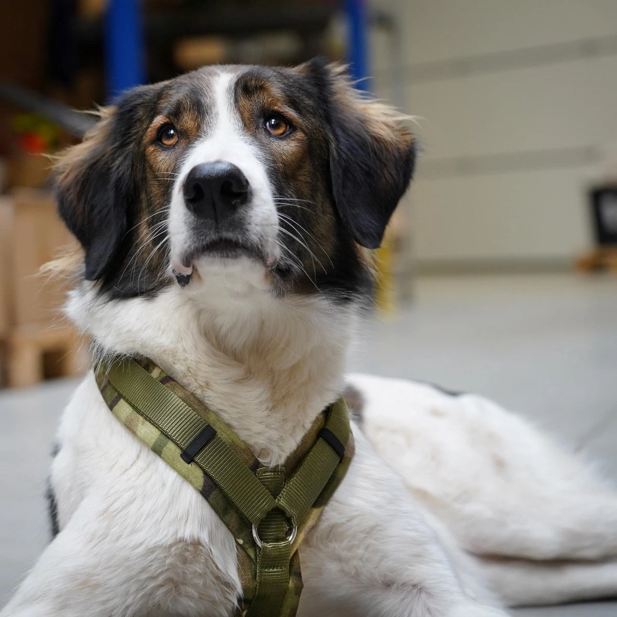 AnnyX Hondentuig - FUN - LIMTED EDITION - Speurtuig - Camouflage - Legergroen - Maat S - Borstomvang 52-64cm - Gewicht Hond 9 -19 Kg - My K9 6 AnnyX Hondentuig - FUN - LIMTED EDITION - Speurtuig - Camouflage - Legergroen - Maat S - Borstomvang 52-64cm - Gewicht Hond 9 -19 Kg - My K9 - Image 4