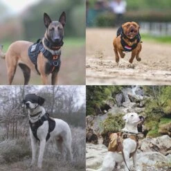 Always Prepared © Pro K9 Complete Set – Anti Trek Tuig – Honden Harnas – Y Tuig Hond – Trainings Riem – Best Getest 2022 – Halsband Hond – Middel En Grote Hond – Honden Tuigje – Harnas Hond – Veiligheidstuig – 450KG Anti Trek Test – Combi Deal -Huisdierbenodigdheden Korting 1200x1200 1528