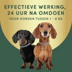 2 Stuks Vlooienband Kleine Hond Tekenband - 100% Natuurlijk Veilig En Waterbestendig -Huisdierbenodigdheden Korting 1200x1200 1591