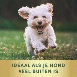 2 Stuks Vlooienband Kleine Hond Tekenband - 100% Natuurlijk Veilig En Waterbestendig -Huisdierbenodigdheden Korting 1200x1200 1593