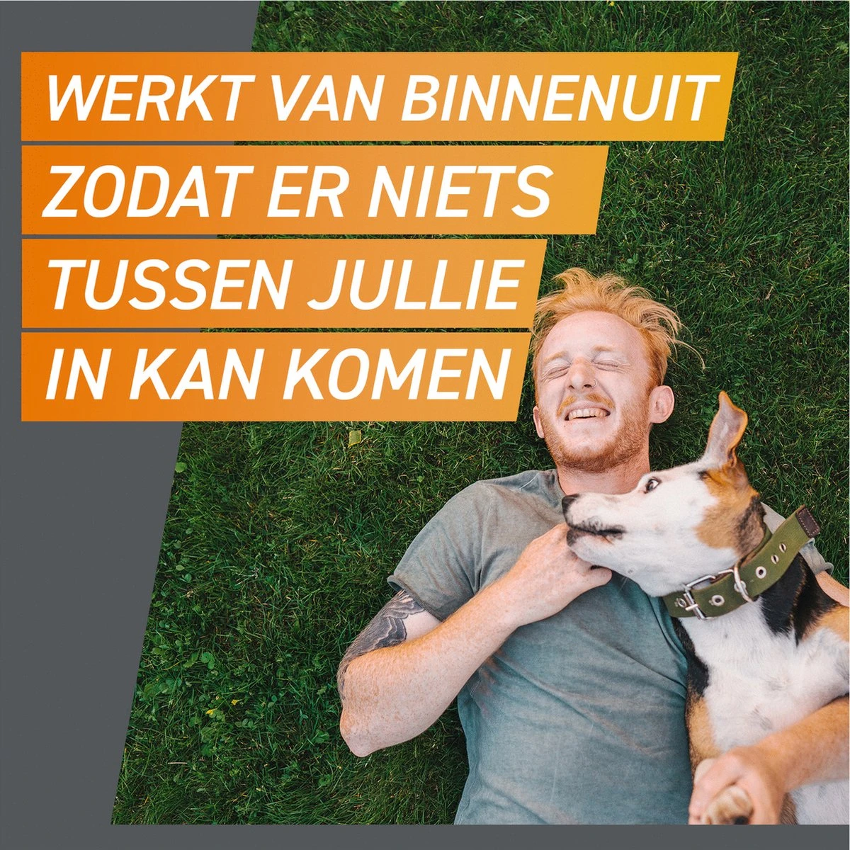 Frontpro Hond XL 25-50 Kg 3 Tabletten 8 Frontpro Hond XL 25-50 Kg 3 Tabletten - Image 6