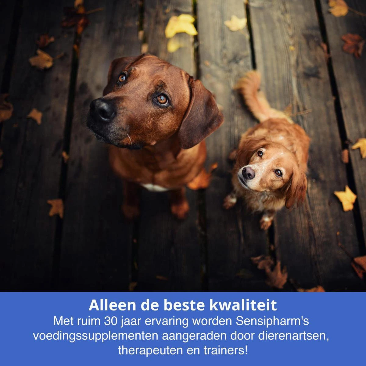 Sensipharm Urologist Aid Hond - Bij Blaasontsteking, Blaasgruis, Struviet, Oxalaat & Nierstenen - Voedingssupplement - 90 Tabletten à 1000 Mg 6 Sensipharm Urologist Aid Hond - Bij Blaasontsteking, Blaasgruis, Struviet, Oxalaat & Nierstenen - Voedingssupplement - 90 Tabletten à 1000 Mg - Image 4
